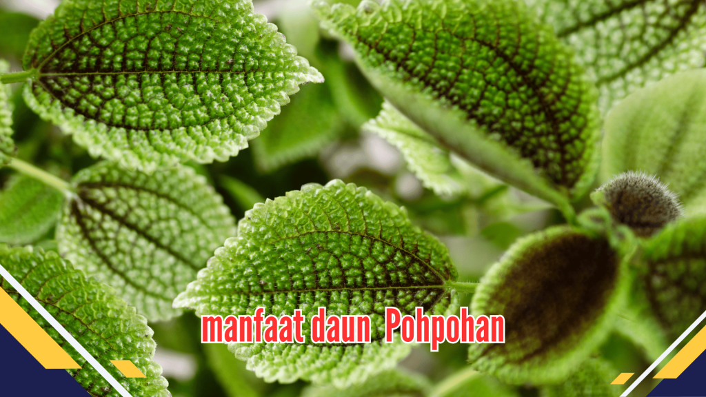 manfaat daun pohpohan