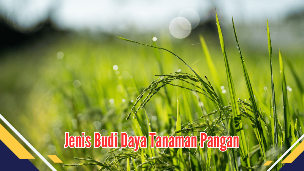  jenis budi daya tanaman pangan