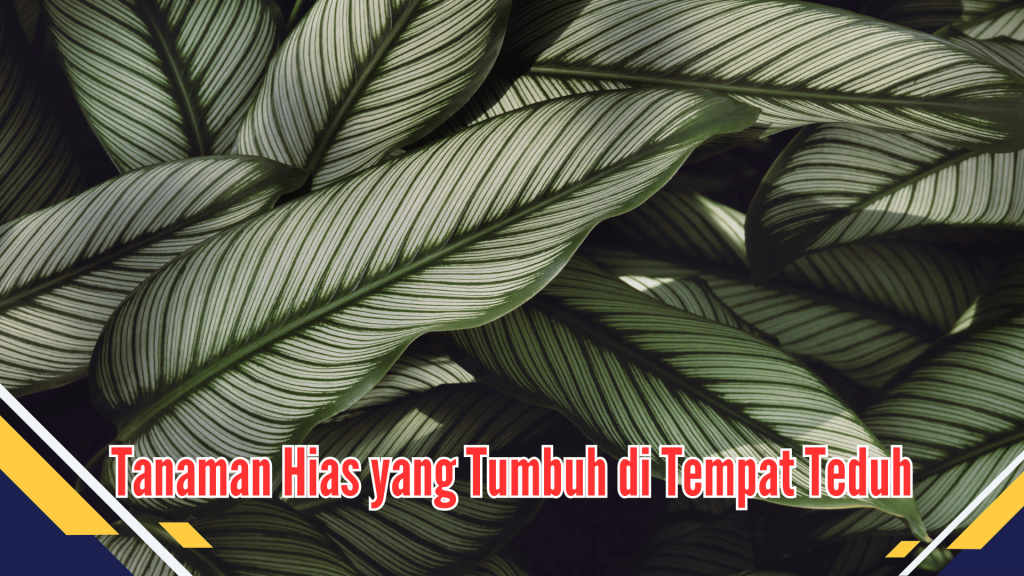 Jenis tanaman hias yang tumbuh di tempat teduh