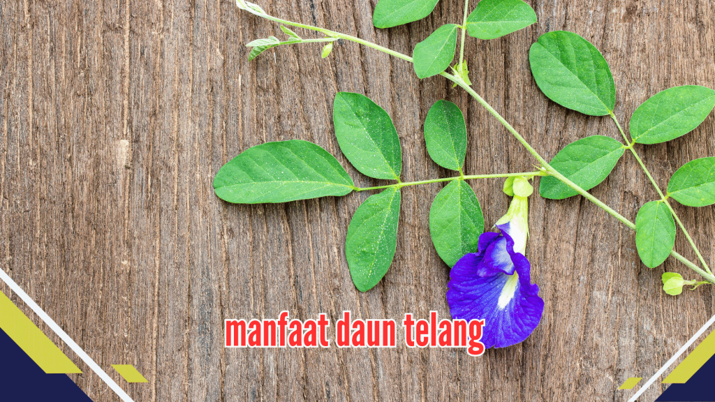 manfaat daun telang