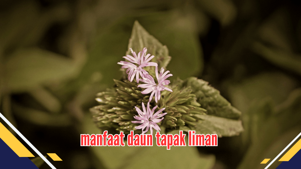 manfaat daun tapak liman