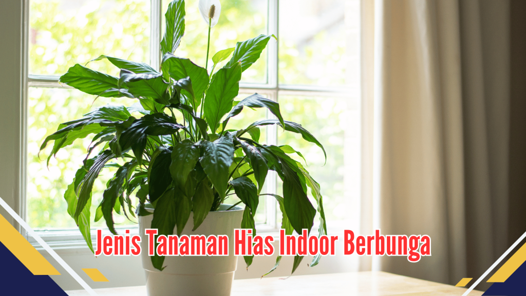 Jenis Tanaman Hias Indoor