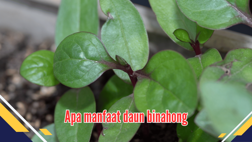 Apa Manfaat Daun Binahong