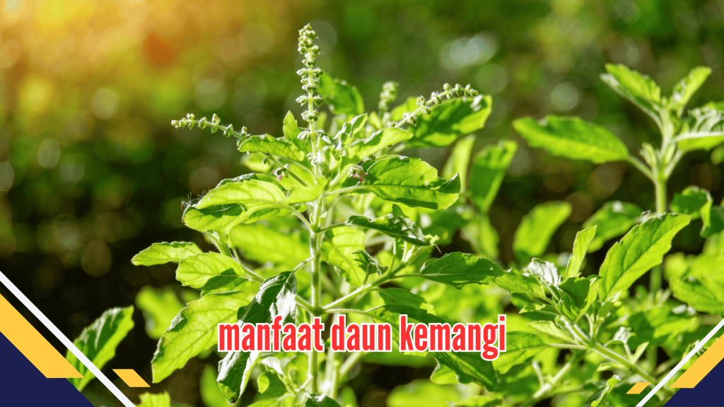 manfaat daun kemangi