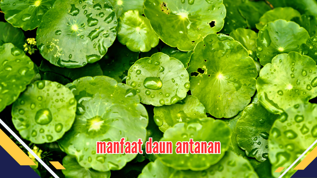 Manfaat Daun Antanan