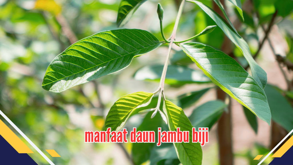 manfaat daun jambu biji