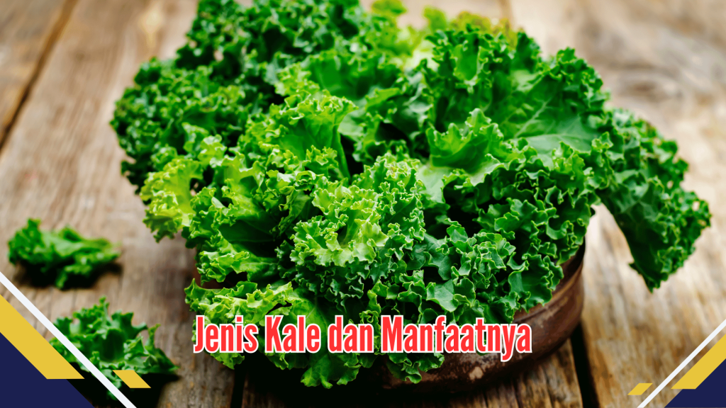 jenis kale dan manfaatnya