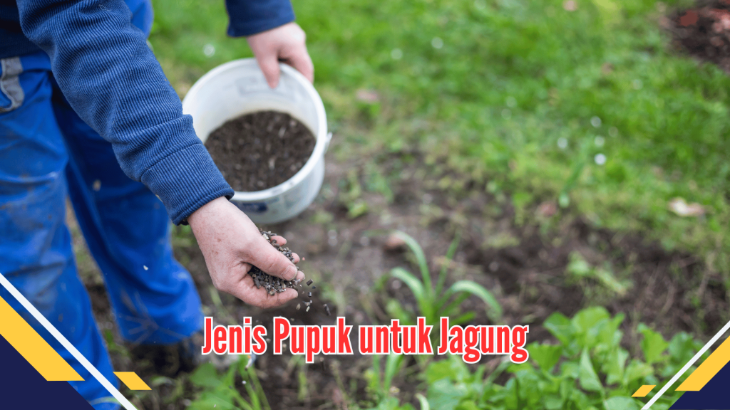 Jenis Pupuk untuk Jagung