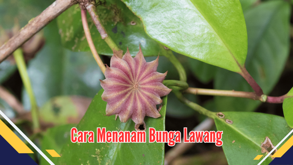 cara menanam bunga lawang