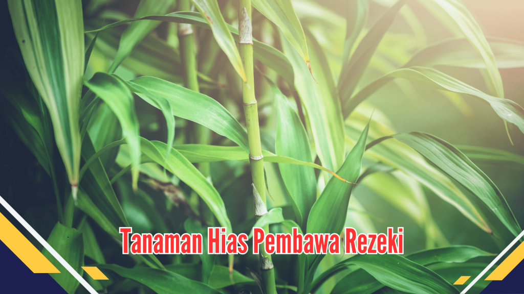 tanaman hias pembawa rezeki