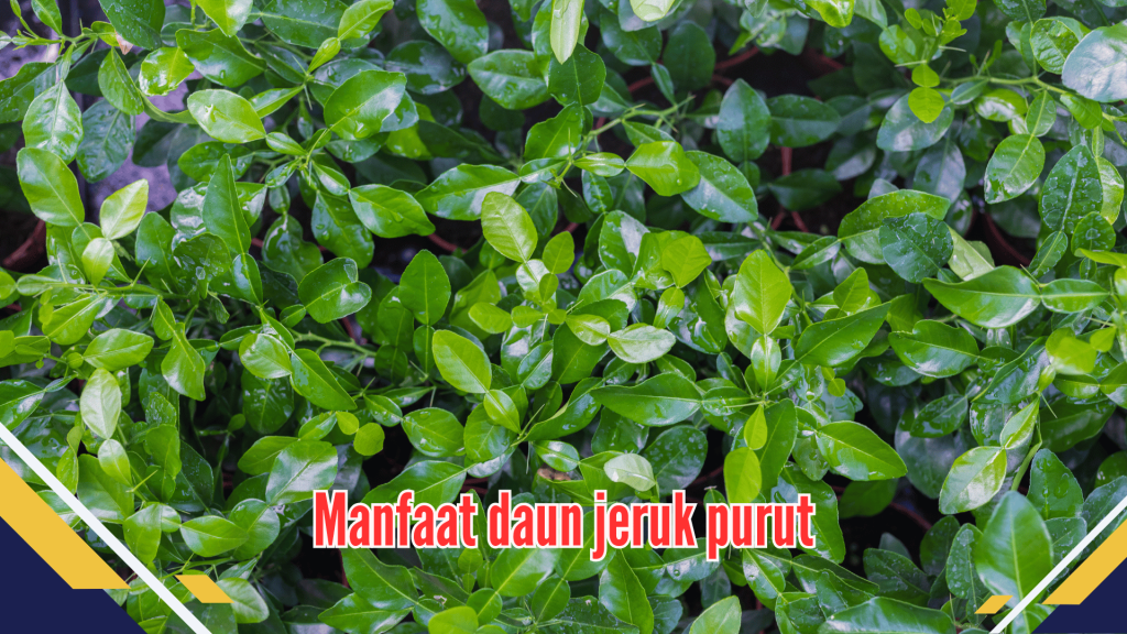 Manfaat Daun Jeruk Purut