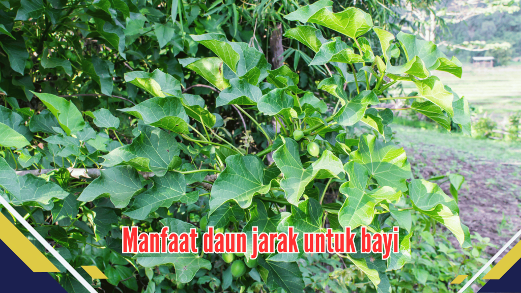 manfaat daun jarak untuk bayi 