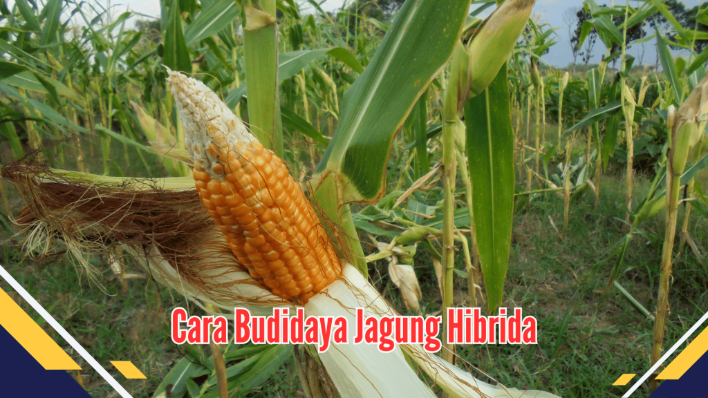  budidaya jagung hibrida