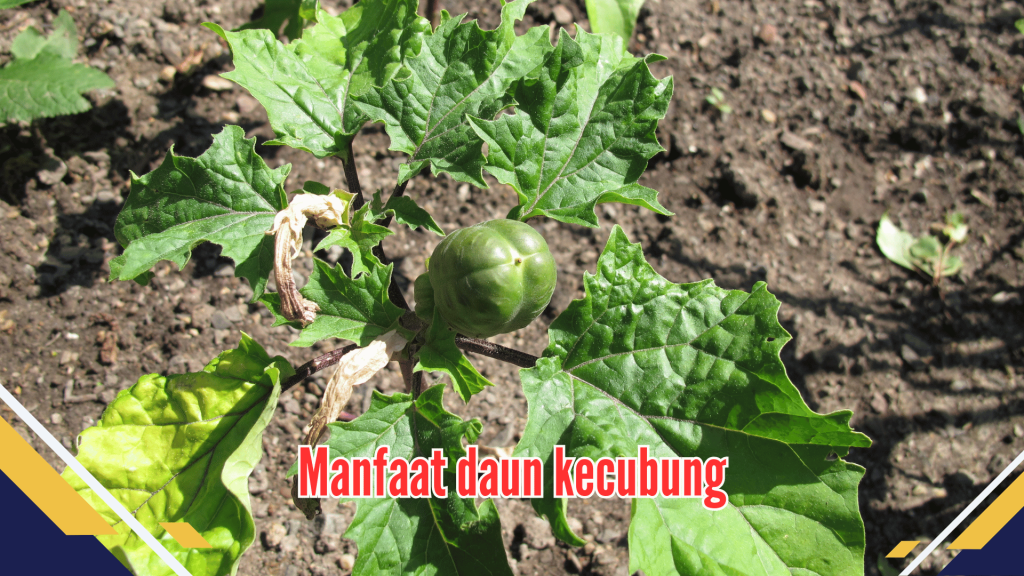 manfaat daun kecubung