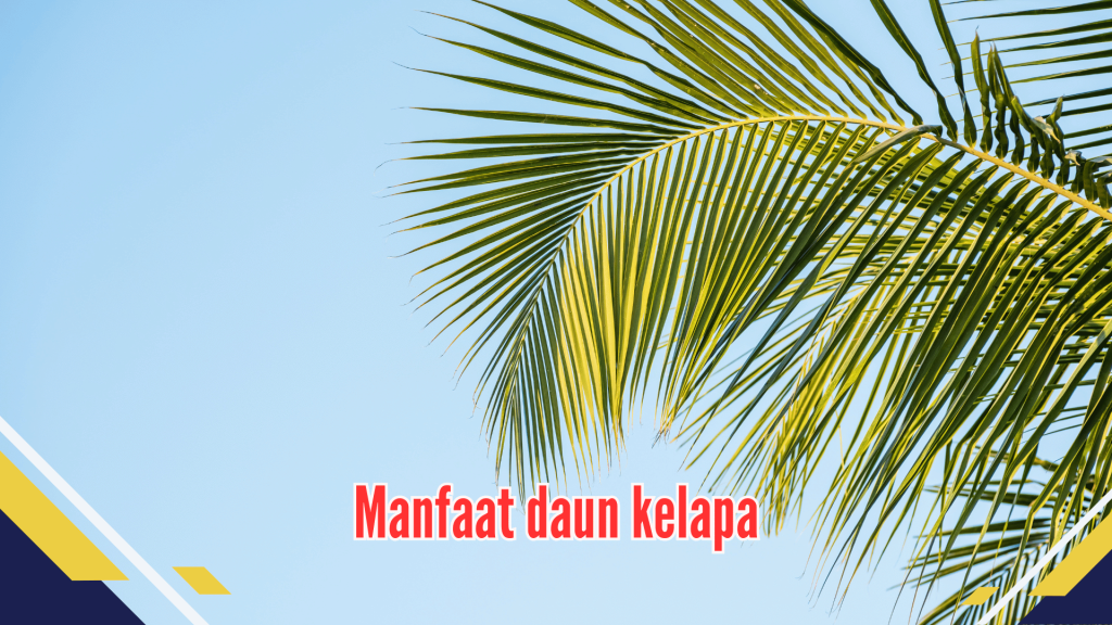 manfaat daun kelapa