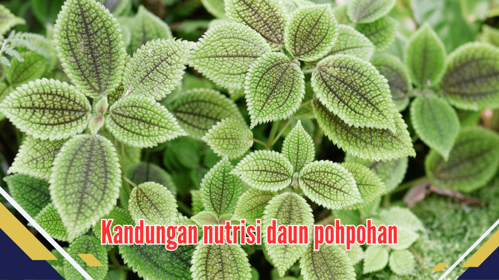 Kandungan nutrisi daun pohpohan