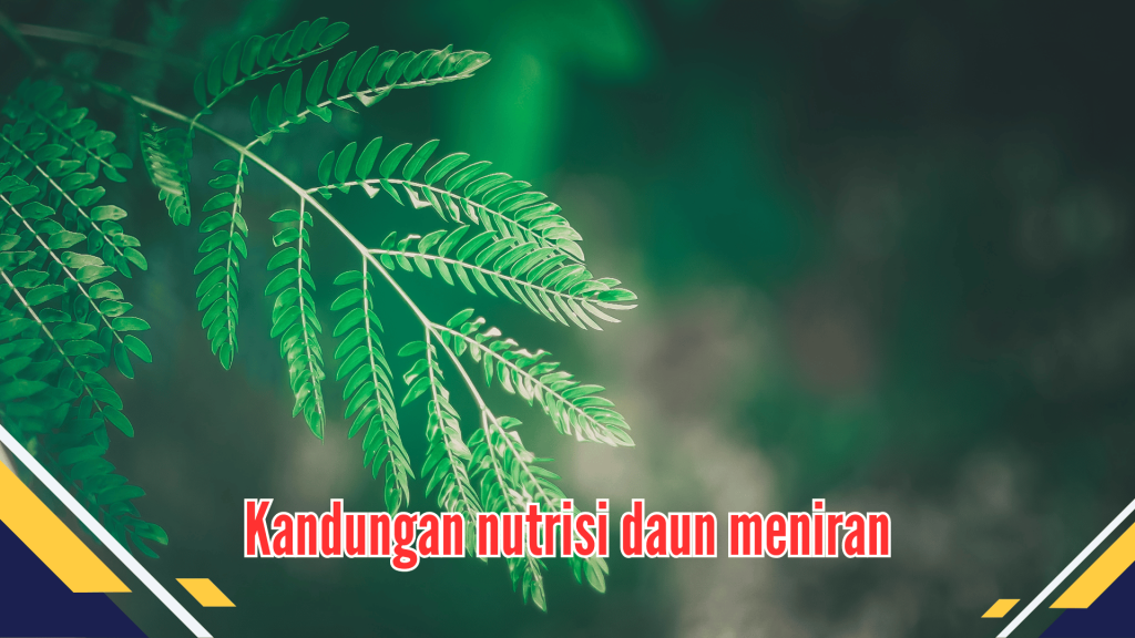  Kandungan nutrisi daun meniran