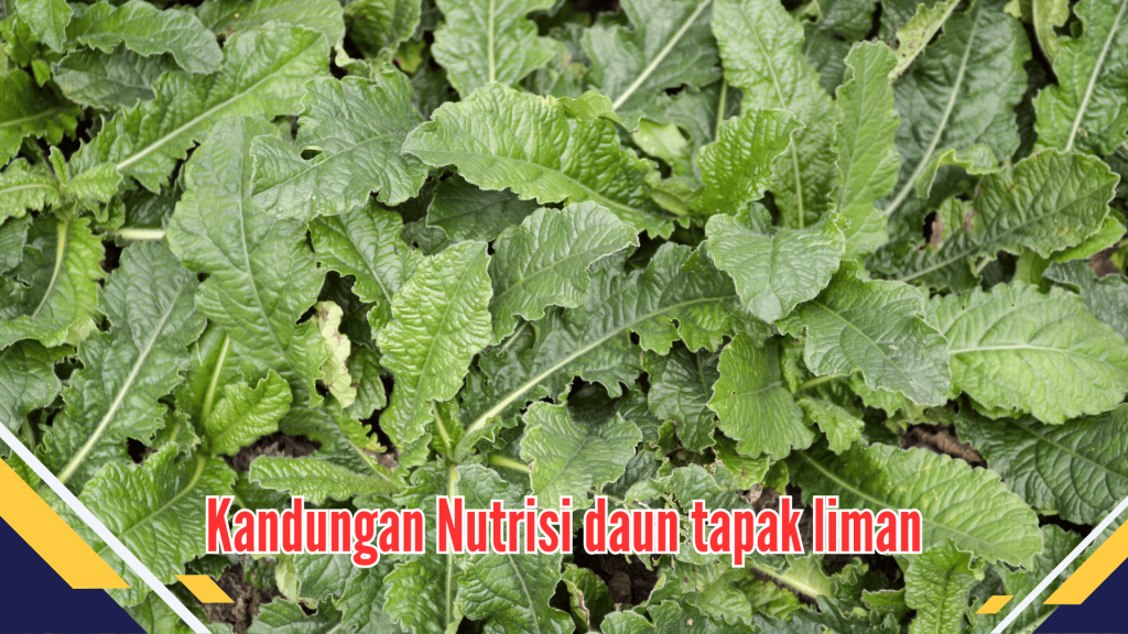 Kandungan Nutrisi daun tapak liman