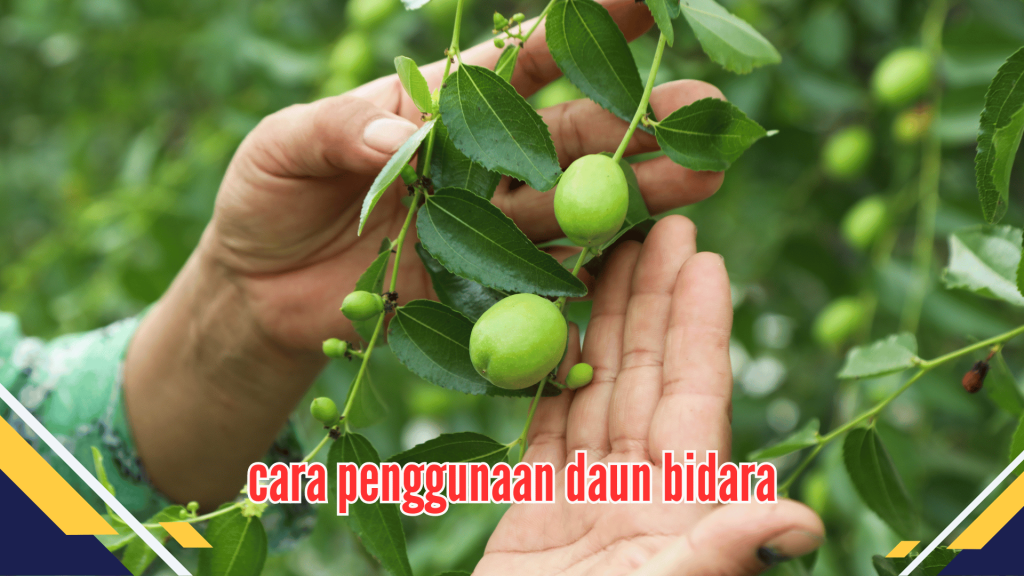 cara penggunaan daun bidara