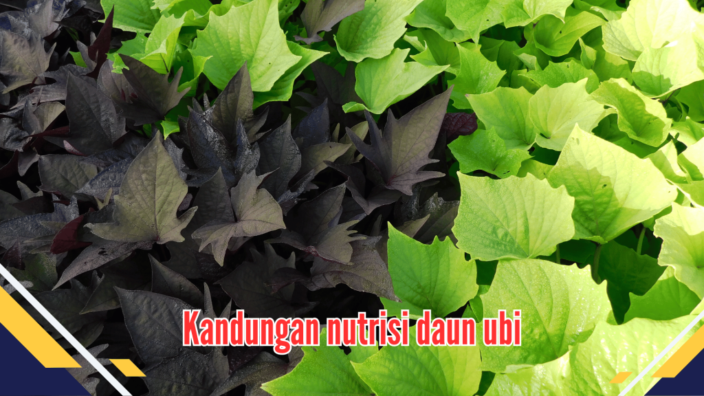 Kandungan nutrisi daun ubi