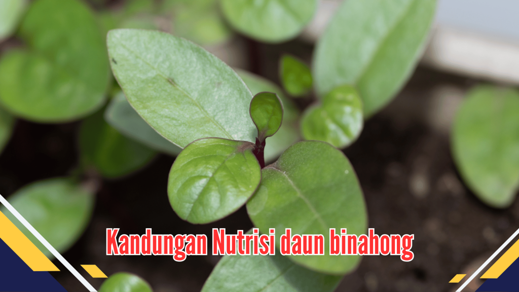 Kandungan nutrisi daun binahong