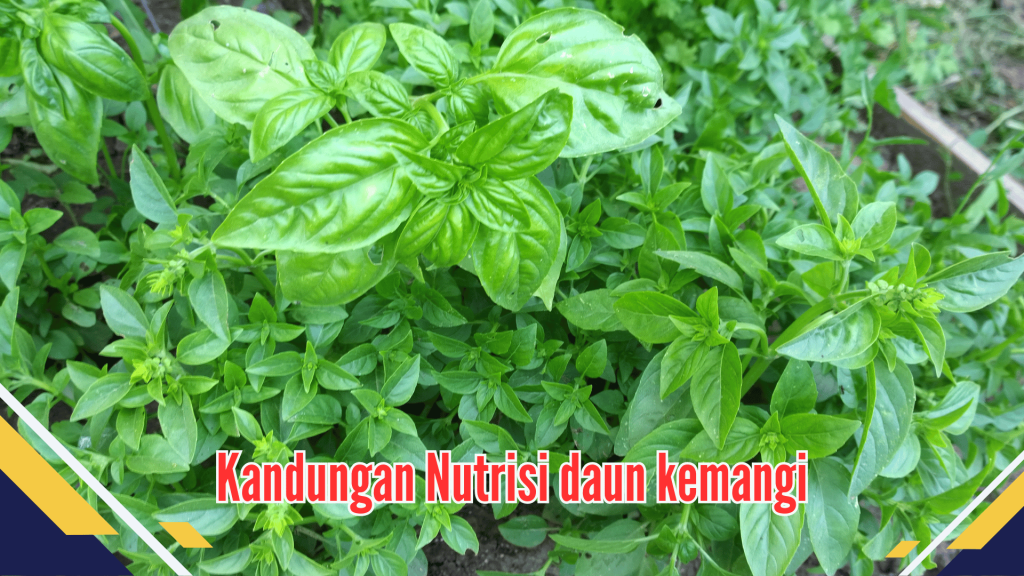  Kandungan Nutrisi daun kemangi