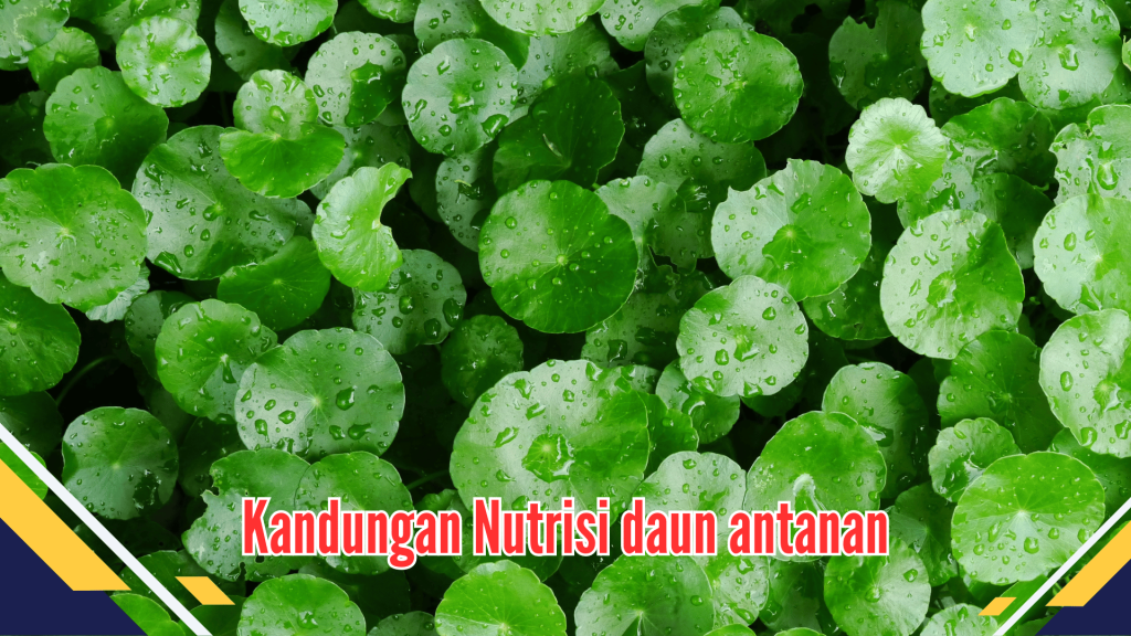 Kandungan Nutrisi daun antanan