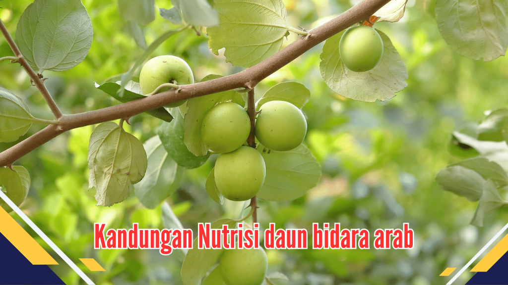 Kandungan Nutrisi Daun Bidara Arab