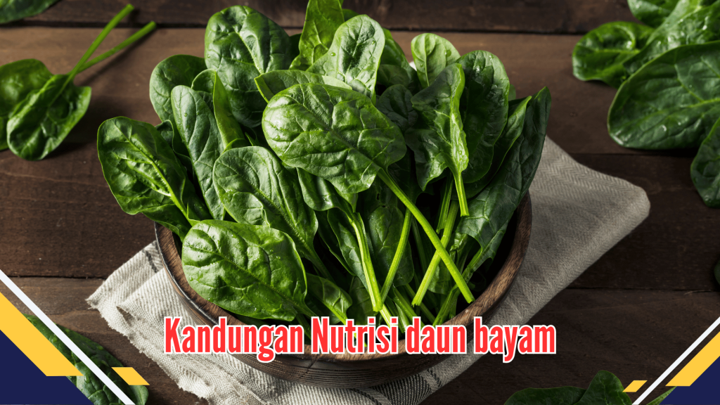 Kandungan Nutrisi daun bayam