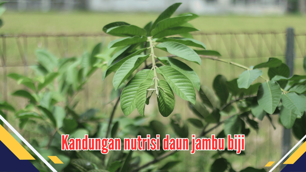 Kandungan nutrisi daun jambu biji