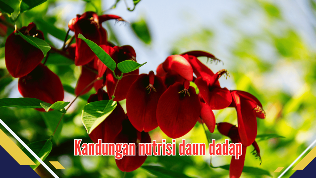 Kandungan nutrisi daun dadap