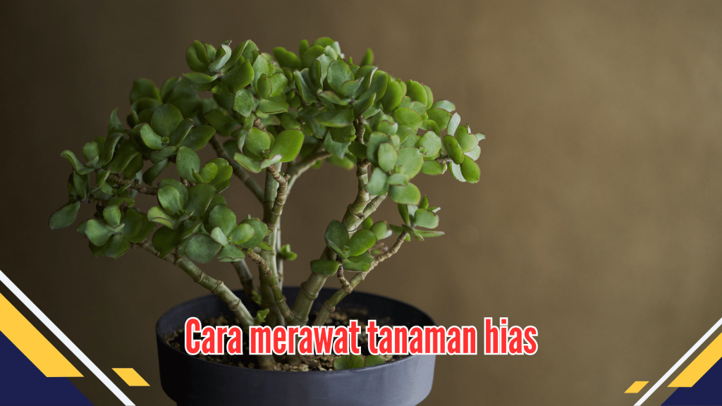 Cara merawat tanaman hias