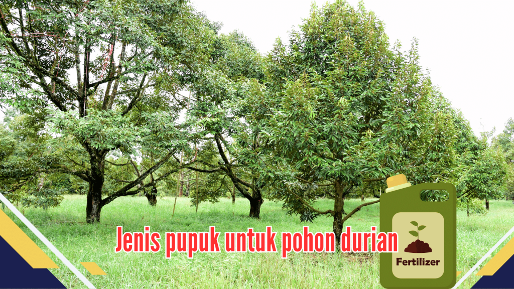 Jenis pupuk untuk pohon durian