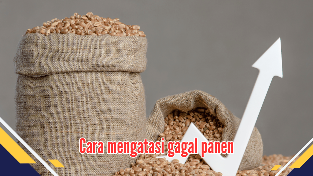 Cara mengatasi gagal panen