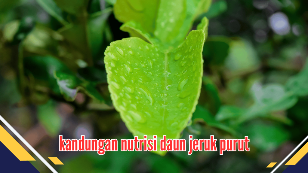 Kandungan Nutrisi daun jeruk purut