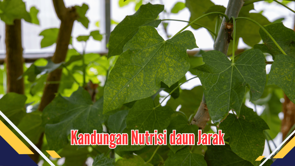 Kandungan Nutrisi daun Jarak