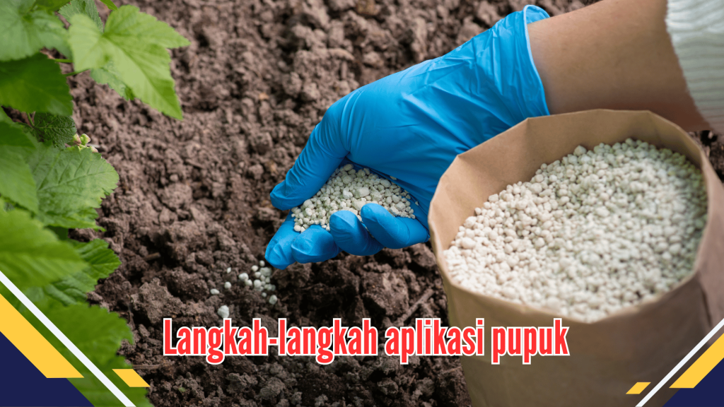 Langkah-langkah aplikasi pupuk