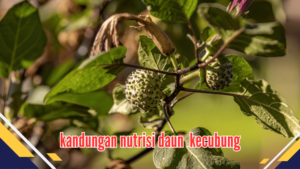 Kandungan Nutrisi Daun Kecubung