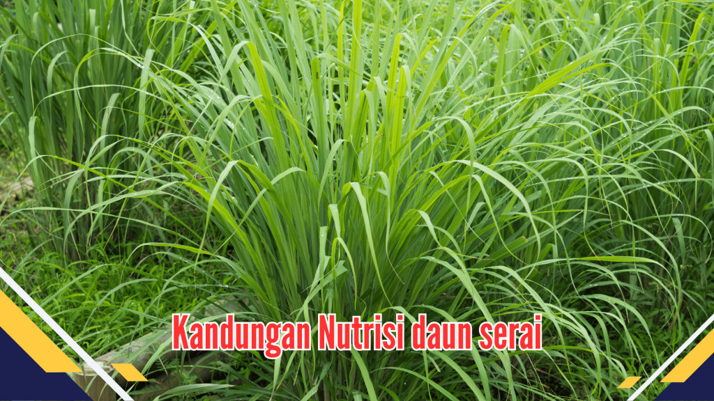 Kandungan Nutrisi daun serai