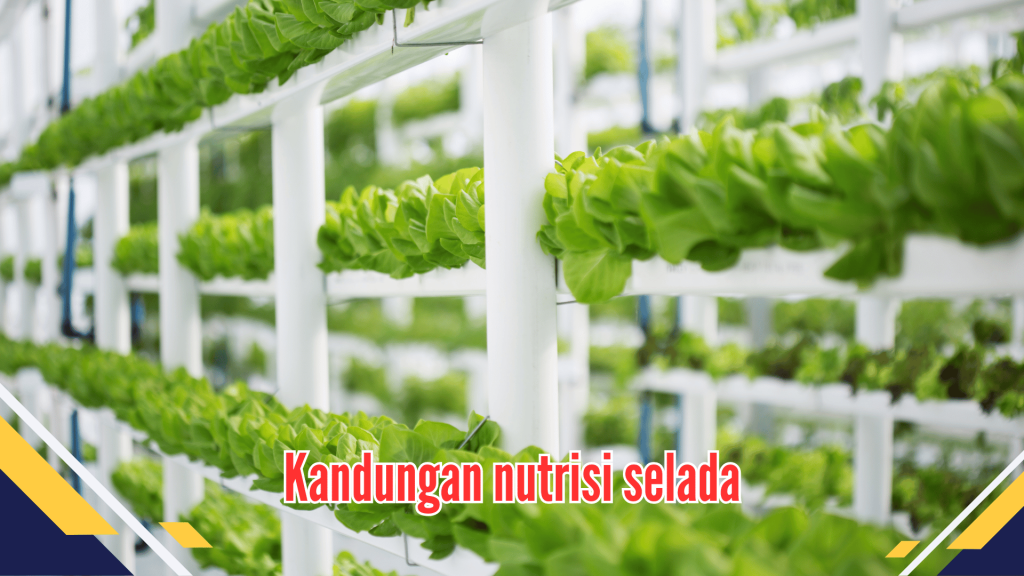 Kandungan nutrisi selada