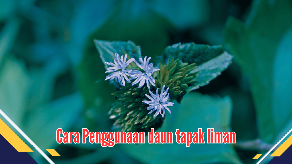 Cara Penggunaan daun tapak liman