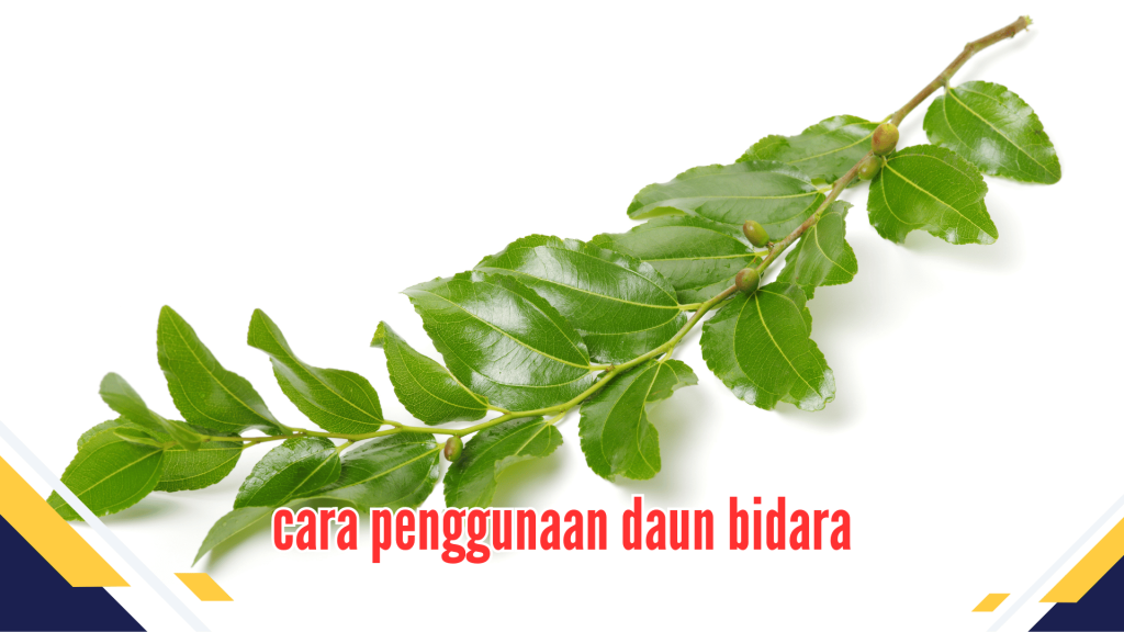 Kandungan nutrisi daun binara