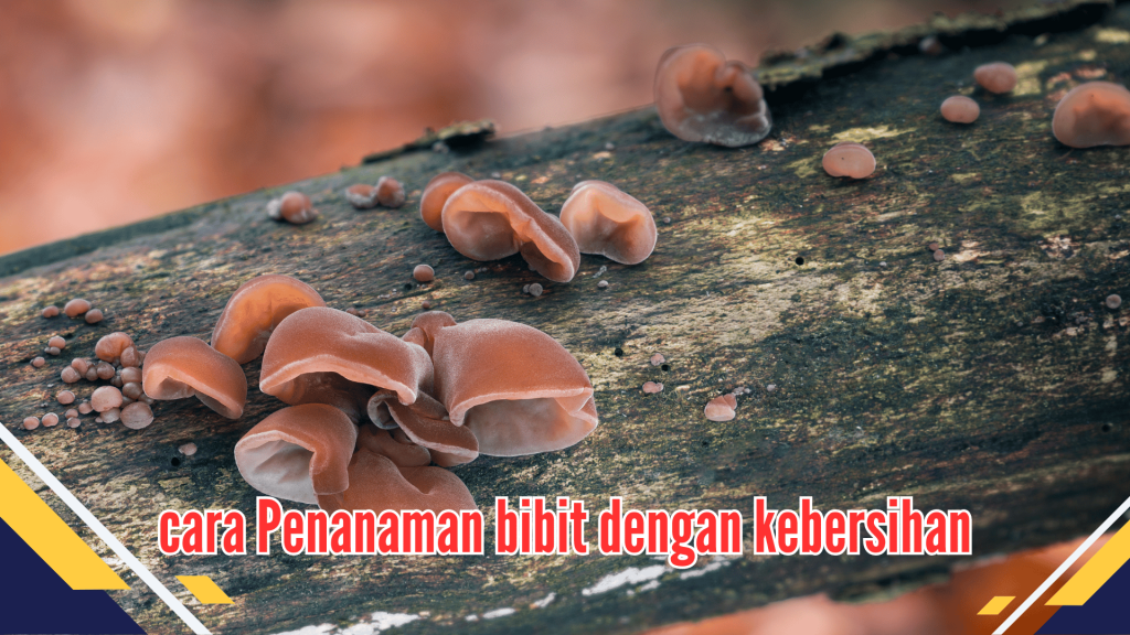 Penanaman bibit dengan kebersihan