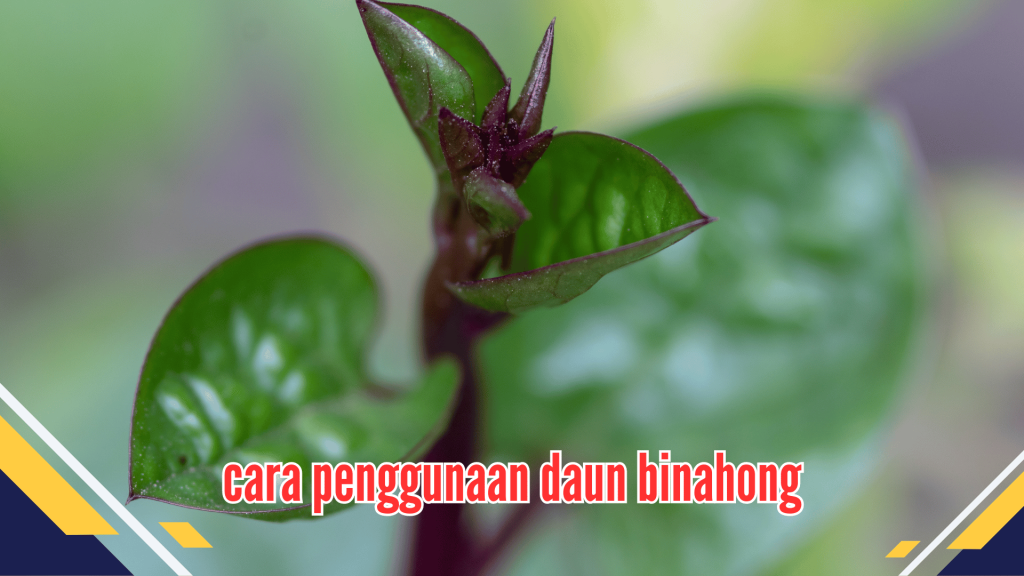 Penggunaan daun binahong