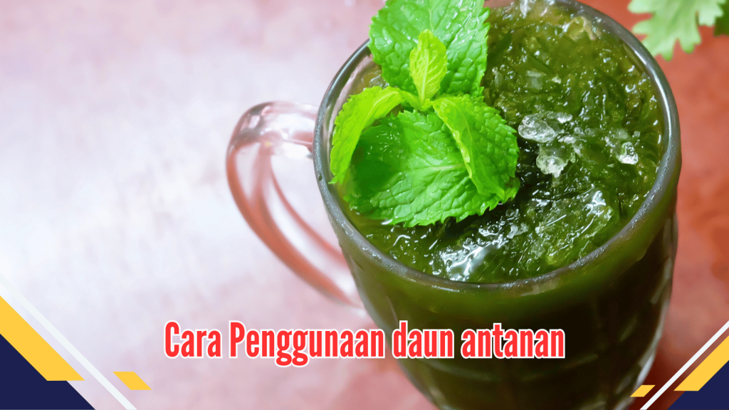 Cara Penggunaan daun antanan