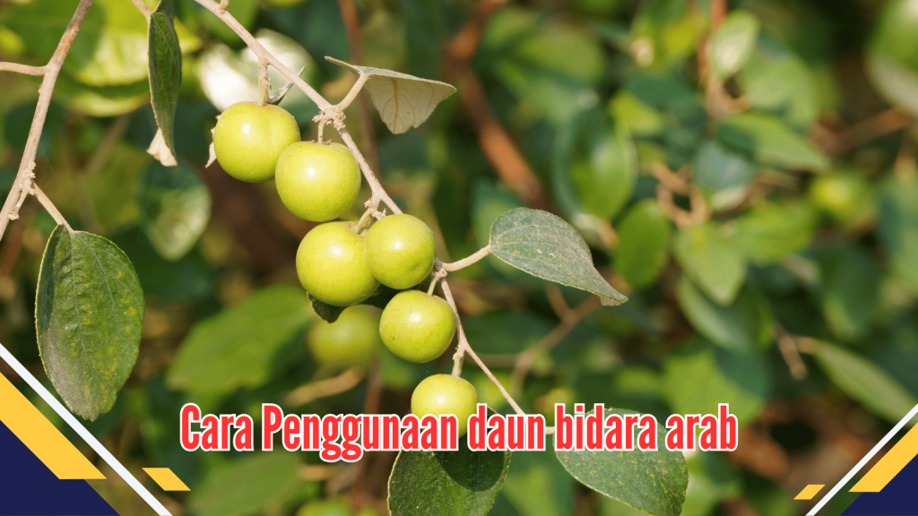 Cara Penggunaan daun bidara arab