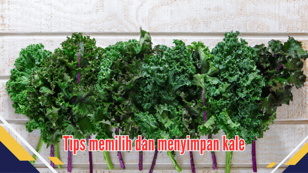 Tips memilih dan menyimpan kale