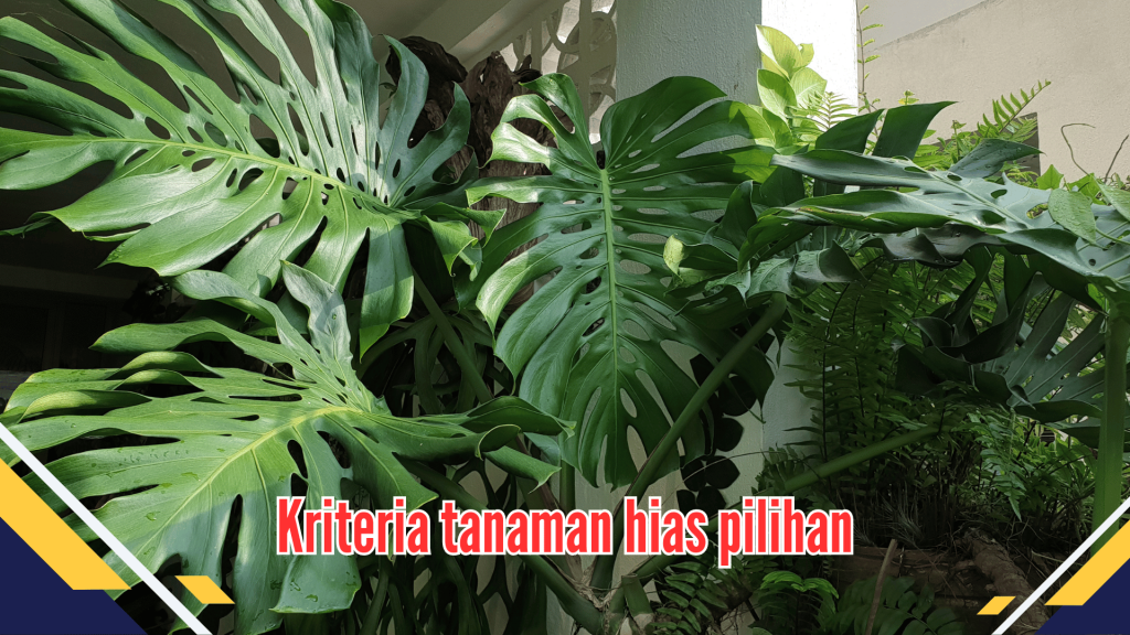 Kriteria tanaman hias pilihan