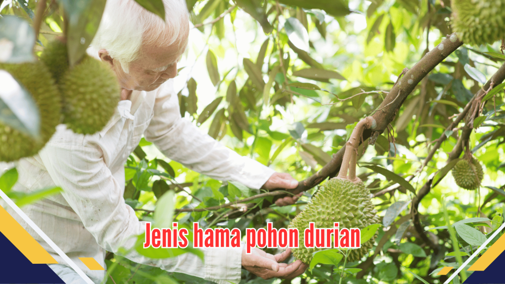 Jenis hama pohon durian