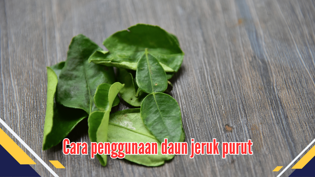  Cara penggunaan daun jeruk purut